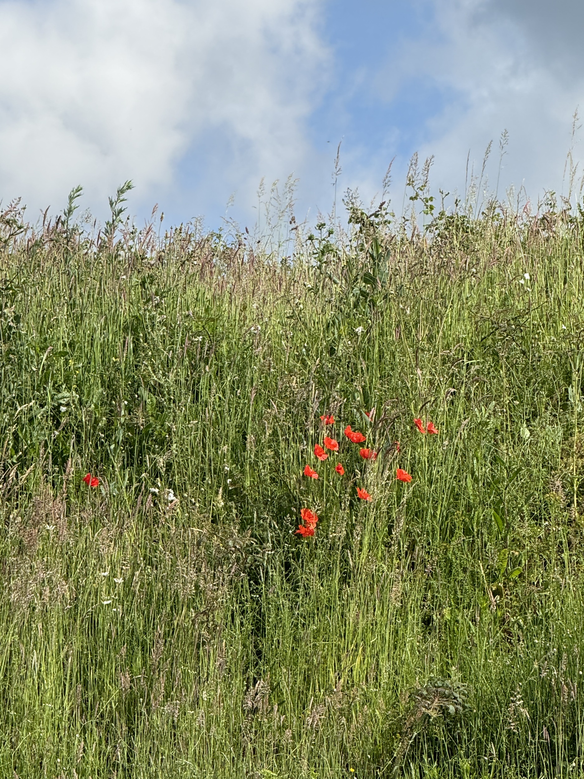 COL-CHA-B (1289).jpg