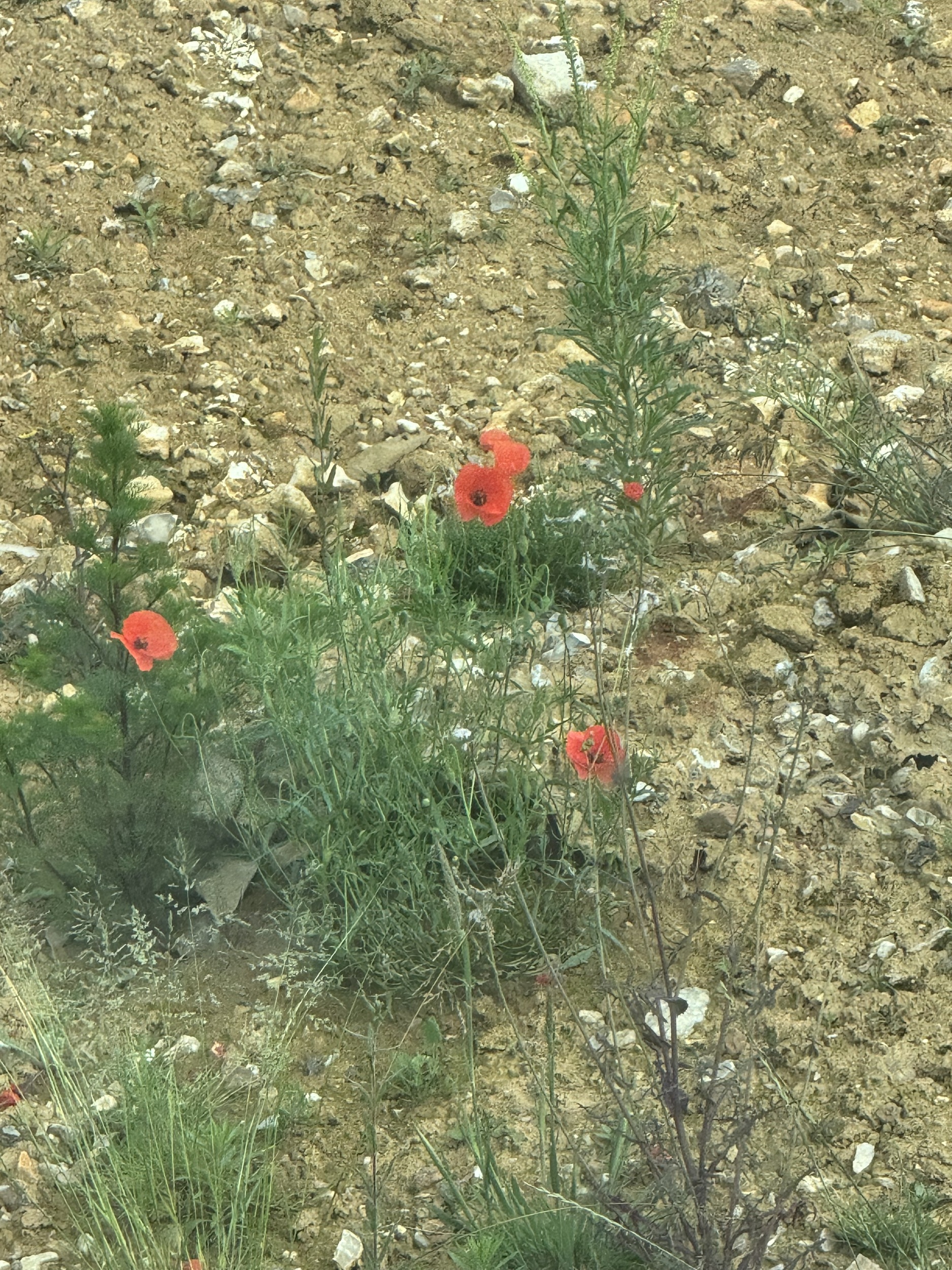 COL-CHA-B (1275).jpg