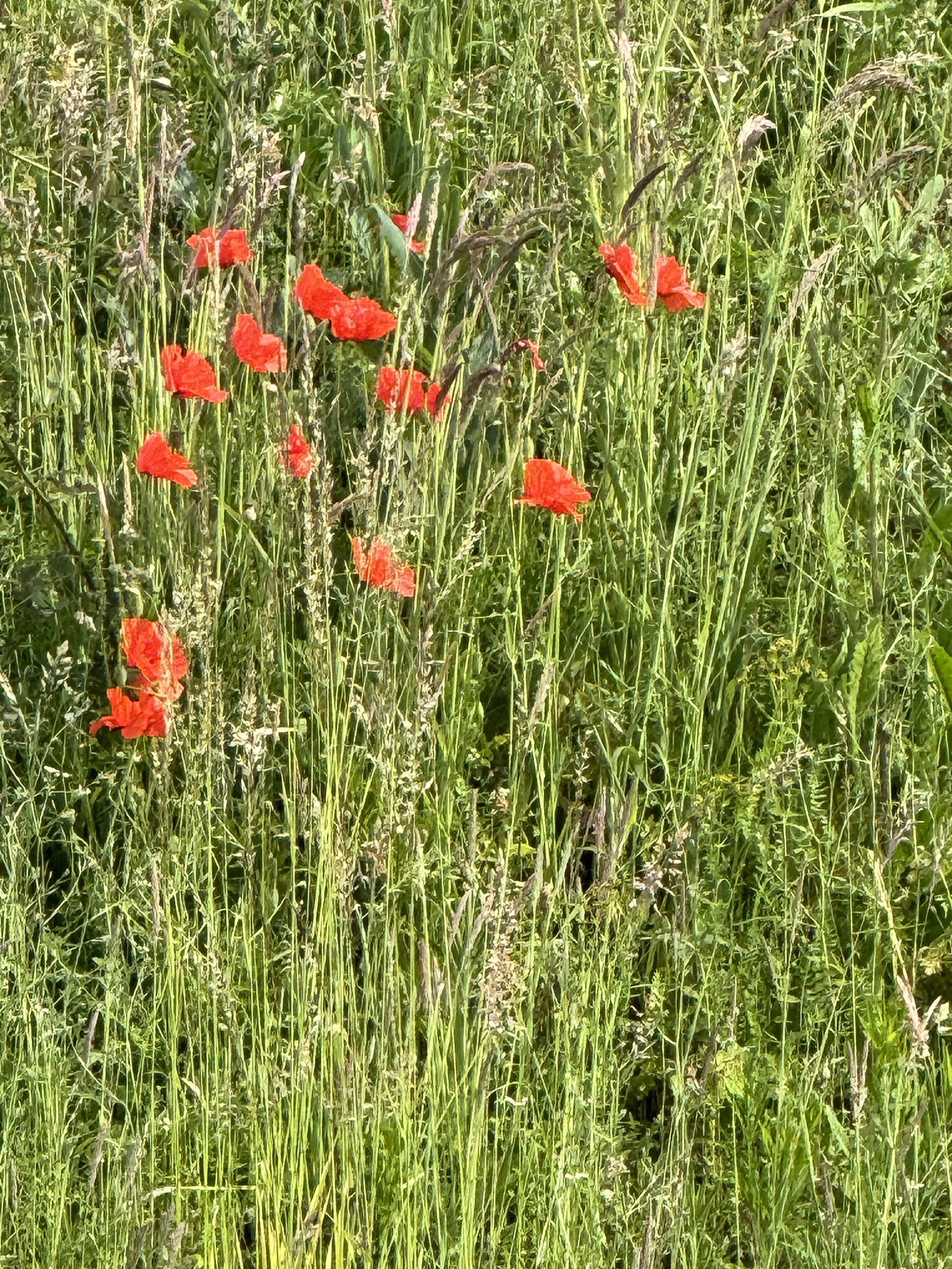 COL-CHA-B (1290).jpg