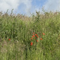 COL-CHA-B (1289).jpg