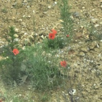 COL-CHA-B (1275).jpg