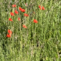 COL-CHA-B (1290).jpg